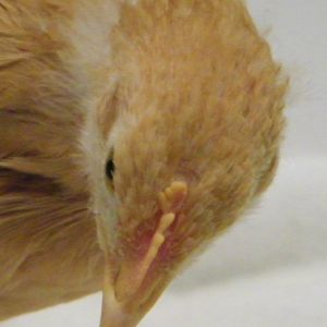 Buff Orpington comb @ 6 wks