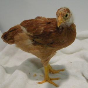 New Hampshire Red @ 6 wks