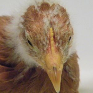 New Hampshire Red comb @ 6 wks