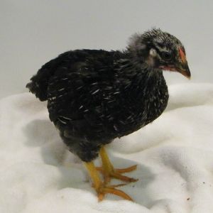 Darker Silver Laced Wyandotte @ 5 wks