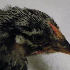 Darker Silver Laced Wyandotte @ 5 wks