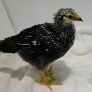 Lighter Silver Laced Wyandotte @ 5 wks