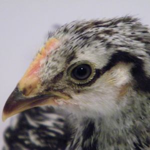 Lighter Silver Laced Wyandotte comb @ 5 wks