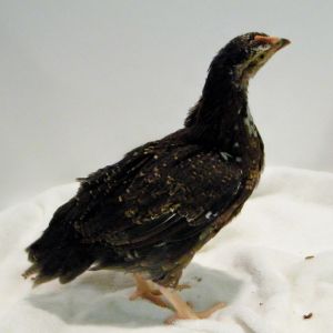 Speckled Sussex @ 6 wks