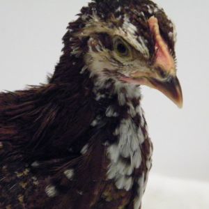 Speckled Sussex comb @ 6 wks