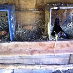 2 broody hens