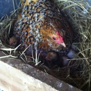 My mille fleur hatched some chicks