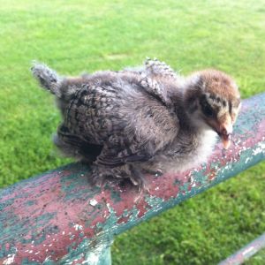 Mystery chick?