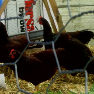 Chocolates... one hen passed away over the winter. The yo-yo temps were too much for a couple of my birds. Need to take an updated photo
