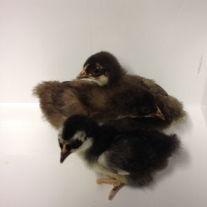 This was hatch one, with my black throwback girl and the Black Split male. The one in front is likely to be just like her with that Penguin look, the center one is brown, and the back one might be black.