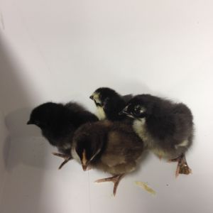 Hatch 2, one choc, 2 black.. one that interesting penguin. I'm starting to suspect sex linkage for her look.