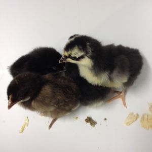 Hatch 2 again