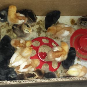 Stopped in Tomah, Wi and picked up some more.  18 chicks in total.
5 Americana Pullets, 3 Barred Rock Pullets, 4 Gold Star Pullets, 3 Isa Brown Pullets & 3 Black Sex Links Pullets.
