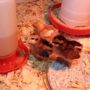 Expanded the chick grit because they all wanted to sleep in it.
I think it stays warm.  It is easy to clean too.