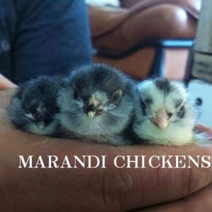 black azerbaijan chickens 
marandi 
Rare Breed Poultry
Azerbaijan breeds
rare race 
Marand