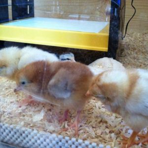 Day 2, between Buff Orp and Golden Buff