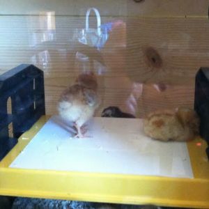 Day 4, up on top of the warmer with Amelia