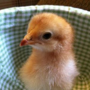 Day 8, one week little Buckeye