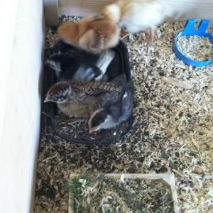 Day 14, three girls dust bathing