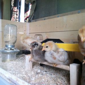 Day 18, perch and stump