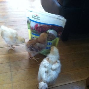 Day 20, they certainly know where the treat come from, peck peck peck!