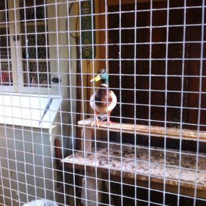 Cock-a-doodle-doo!

Well he's trying anyway. Our 4 girls had a little visitor yesterday, but I think they noticed the difference... ;)