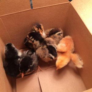 Picking my ladies out at 360 Hardware and Rental! The employees were so helpful, knowledgeable and fun.  I don't know if this picture shows my final selection, we went with 2 Araucanas (both with muffs as insisted), a silver laced and a golden laced Wyandotte, a red-sex link (Golden Comet) and as recommended a Buff Brahma. We had to have those feathery feet and fun personalities the lady told me.