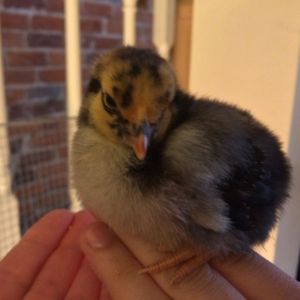 Golden laced Wyandotte... Golden