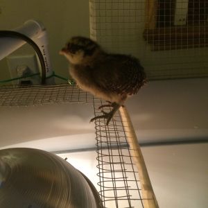Amelia was the first to find her way out of the brooder when the lid was open... probably with in the first week!