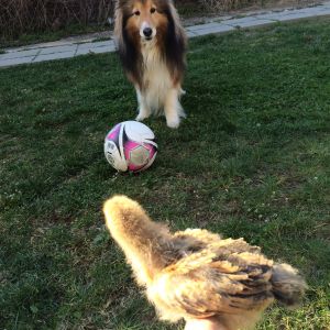 Rosie was not as inclined to play soccer as Mable had hoped.