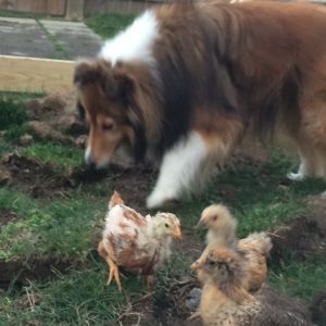 Foraging during the coop building process.