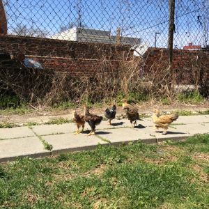 ladies in a line... they love the backyard!