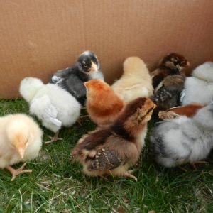 2- Buff Orpington hens, 2- Rhode Island Reds, 2- Splash Americanas, 1- Blue Americana, 1- Gold Laced Wyandotte hen, 1-Silver Laced Wyandotte hen, 1- Speckled Sussex hen, 1- Cuckoo Maran