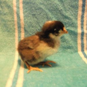 Chick 3