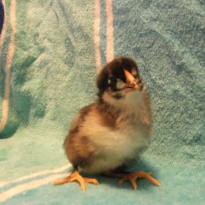 Chick 3