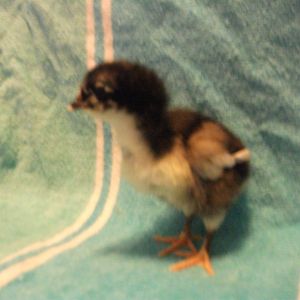Chick 7