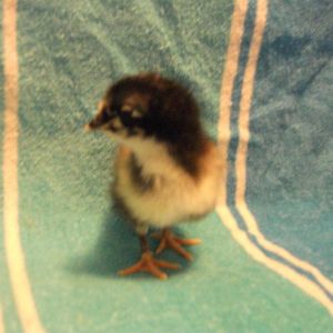 Chick 7