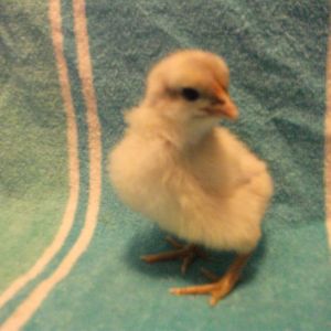 Chick 8
