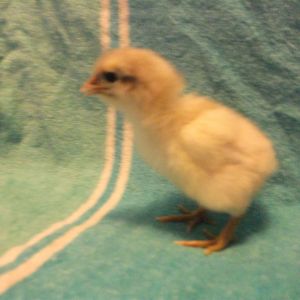 Chick 8