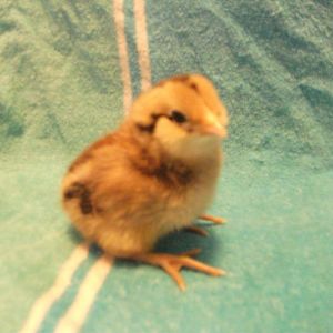 Easter Egger