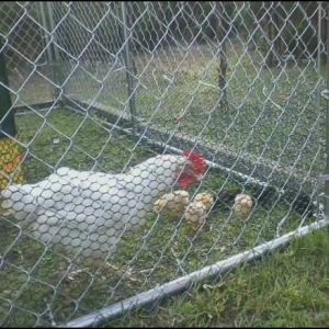 Bigfoot 1 yr old White Sussex hen with new 1 week old chicks.