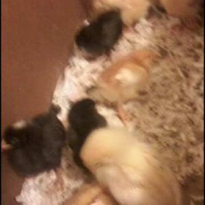 All 10 of our new chicks. 1 gold sexlink pullet, 1 Barred rock pullet, 2 Buff Orpington s/r chicks, 2 Golden Comets pullets, 2 black sexlink pullets, 1 White Silkie s/r chick and 1 Brown/gray Silkie s/r