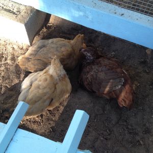 Chickens love their dust baths! The dirt will soon be covered with sand.