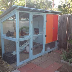 The coop is finished and the birds seem happy.