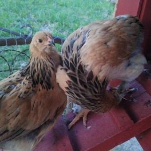 *
Greta and Olive. These are everyone's favorites of mine (my niece calls them "cheetah print"). They are some beautiful birds. I personally prefer my 3 buff orps. especially Penny. they are more like dogs than chickens