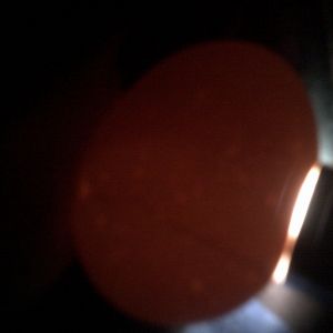 RIR egg #2 day 18 candleing before lockdown