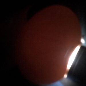 RIR egg #3 day 18 candleing before lockdown