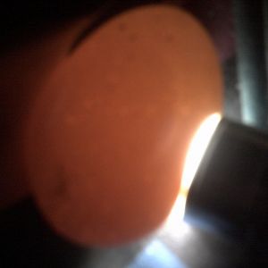 White bantam egg day 18 candleing before lockdown