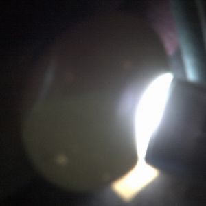 Blue bantam egg day 18 candleing before lockdown