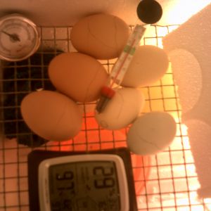 Day 18 LOCKDOWN lol's Fingers crossed i hope something hatches >.<